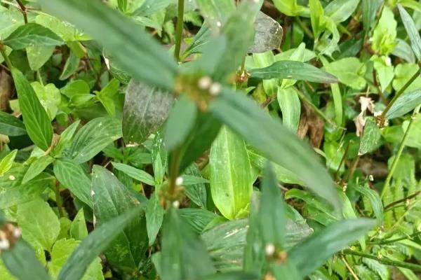 蛇舌草的种类，只有1个品种