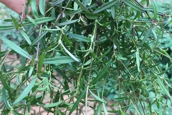 蛇舌草的种类，只有1个品种