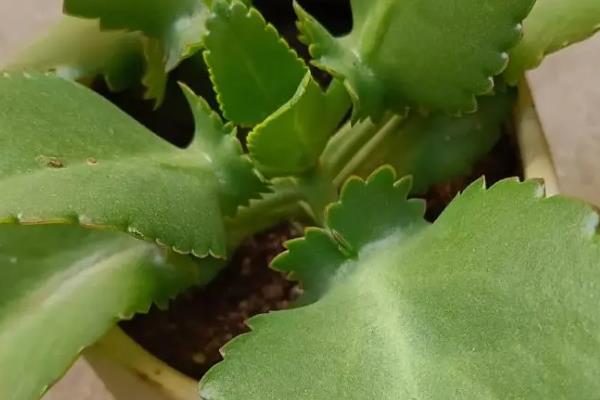 落地生根冬天会不会冻死，温度过低时会被冻死