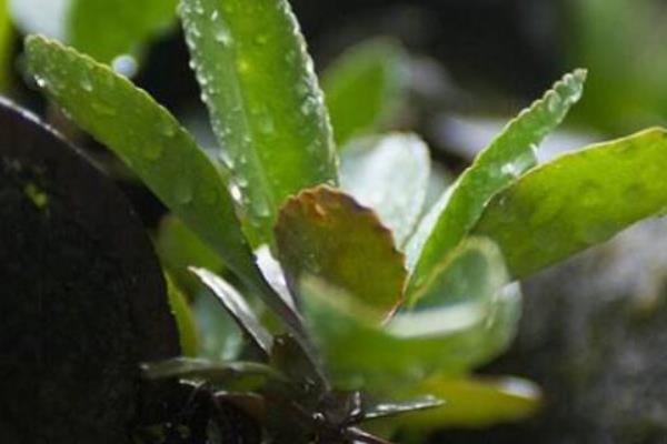 落地生根冬天会不会冻死，温度过低时会被冻死