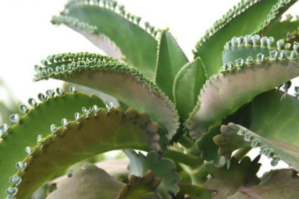 落地生根冬天会不会冻死，温度过低时会被冻死