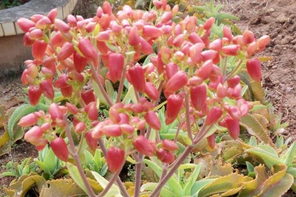 落地生根冬天会不会冻死，温度过低时会被冻死