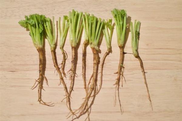 芹菜根能不能再次种，芹菜根可以再次种植