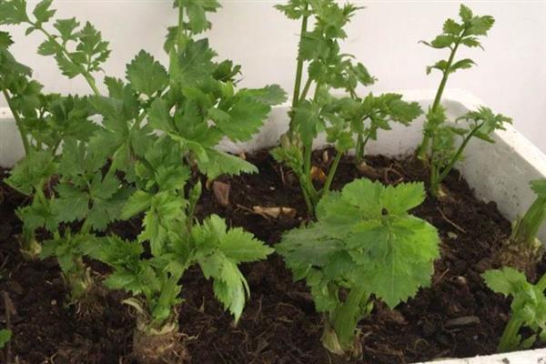 芹菜根能不能再次种，芹菜根可以再次种植
