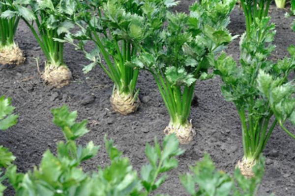 芹菜根能不能再次种，芹菜根可以再次种植