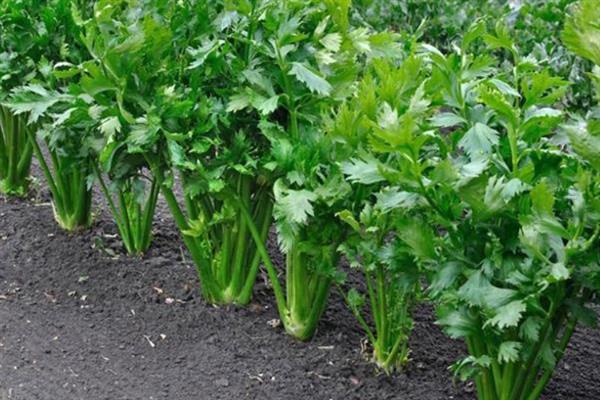 芹菜根能不能再次种，芹菜根可以再次种植