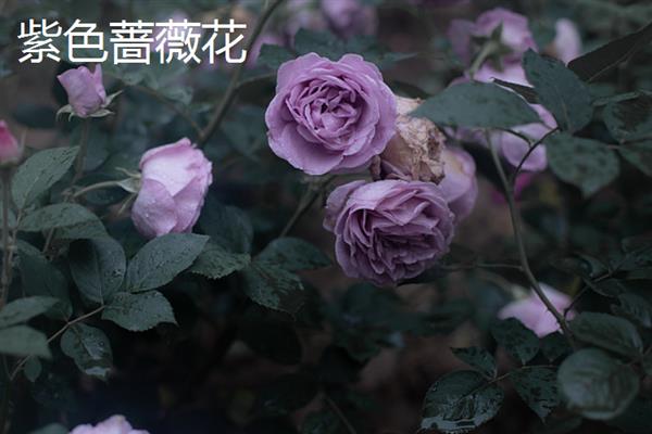 粉色蔷薇花有什么花语，代表爱的誓言、执子之手与子偕老
