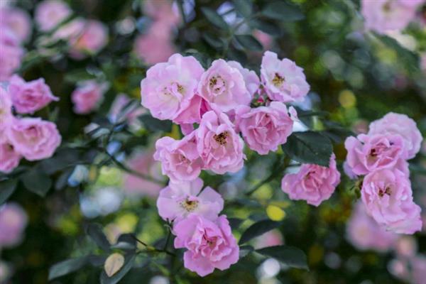 粉色蔷薇花有什么花语，代表爱的誓言、执子之手与子偕老