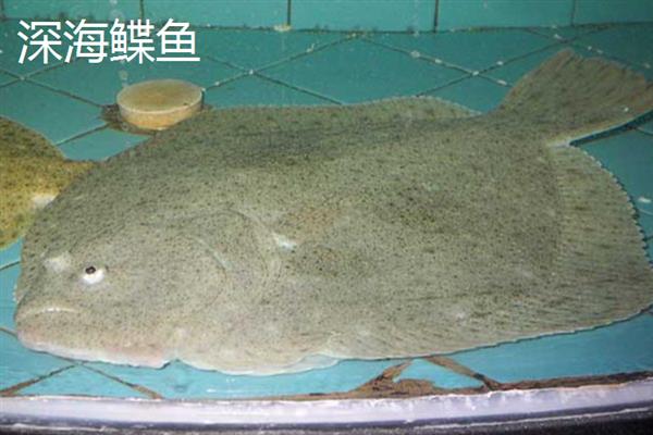 鲽鱼和深海鲽鱼的区别是什么，外形和分布区域均不同