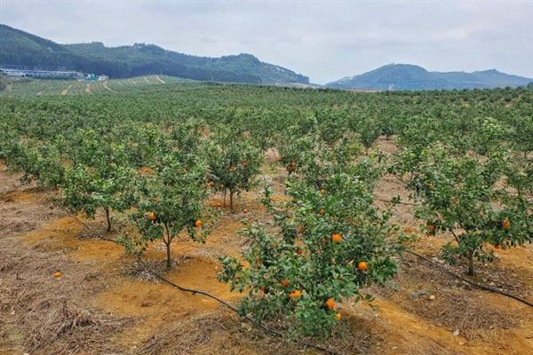 沙糖桔的种植技术，选择生长健壮、无病无伤的树苗栽种