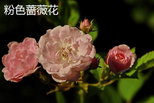 粉色蔷薇花有什么花语，代表爱的誓言、执子之手与子偕老