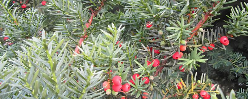 红豆杉播种方法，3月底移入温室催芽