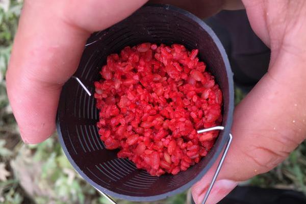 用什么窝料诱鲫鱼好，常用的窝料非酒米莫属