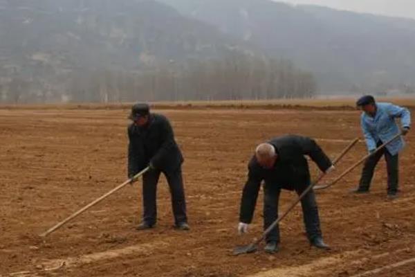 魔芋栽培技术，气温稳定在12-15℃的时候进行播种