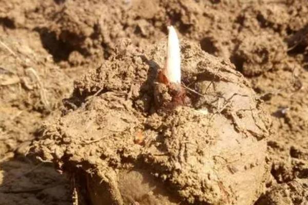 魔芋栽培技术，气温稳定在12-15℃的时候进行播种