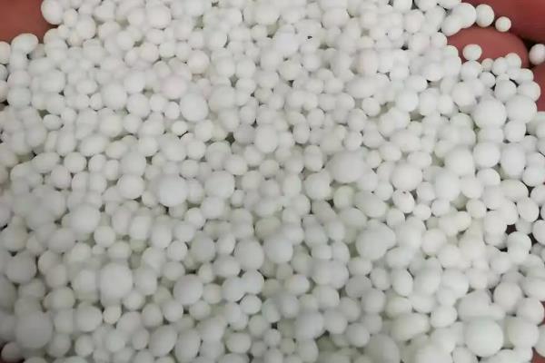 魔芋栽培技术，气温稳定在12-15℃的时候进行播种