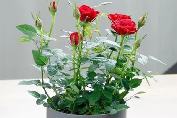 小月季花如何养殖，施肥需勤施薄肥