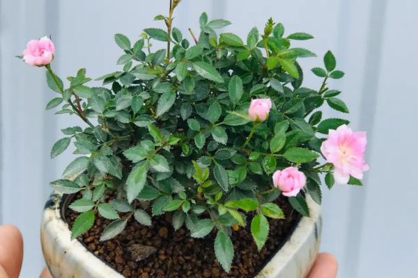 小月季花如何养殖，施肥需勤施薄肥