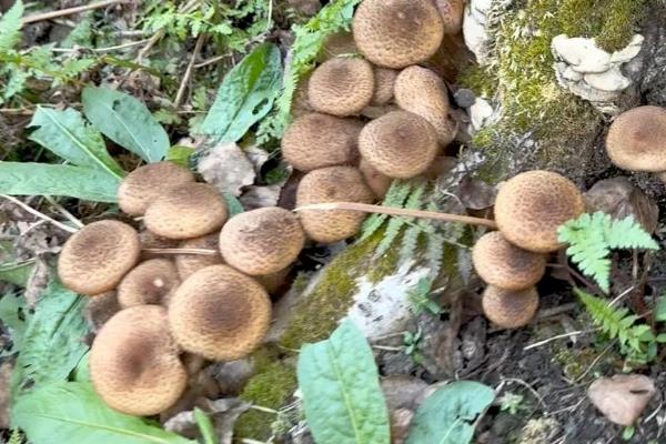 榛蘑能不能用冰箱保存，新鲜状态下才能放入冰箱中