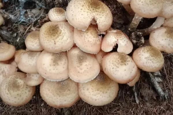 榛蘑能不能用冰箱保存，新鲜状态下才能放入冰箱中