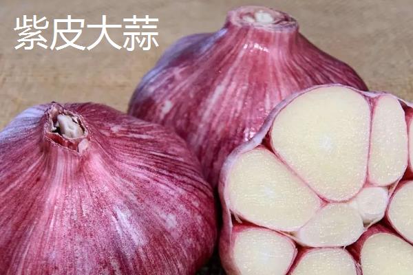 哪里有正宗的紫皮大蒜，甘肃民乐县的最正宗