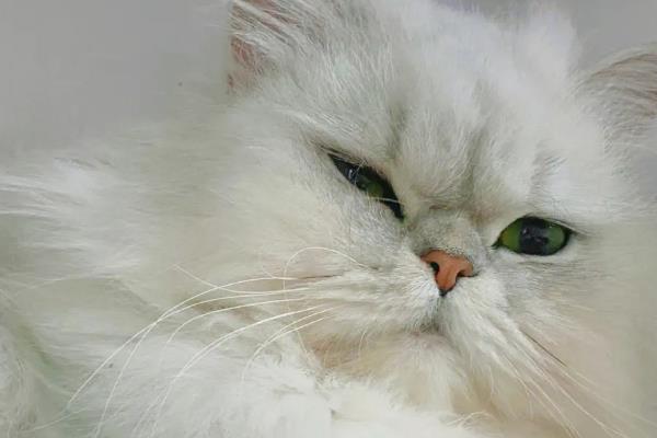 小猫一只眼睛一直眨的原因，可能是异物刺激或倒睫毛所致