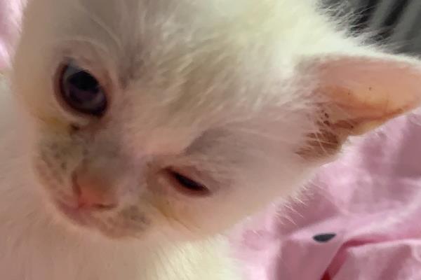 小猫一只眼睛一直眨的原因，可能是异物刺激或倒睫毛所致