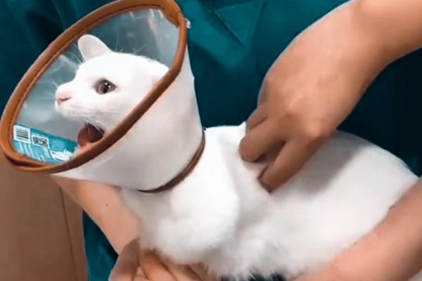 小猫一只眼睛一直眨的原因，可能是异物刺激或倒睫毛所致