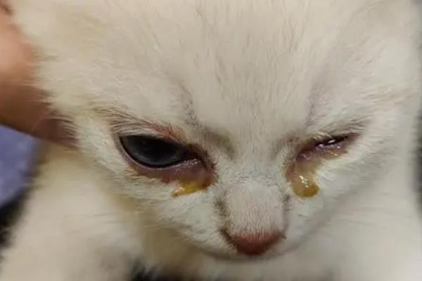 小猫一只眼睛一直眨的原因，可能是异物刺激或倒睫毛所致