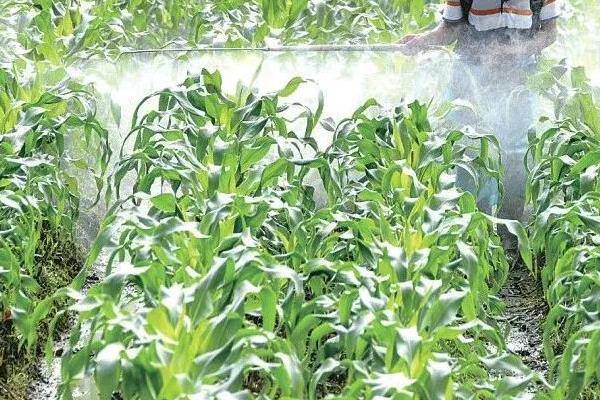 玉米的根系是由什么组成，主要由胚根、节根和支持根组成