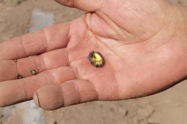 玉米的根系是由什么组成，主要由胚根、节根和支持根组成