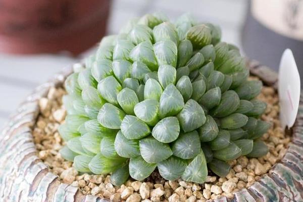 玉露夏天怎么养，要对玉露进行降温处理