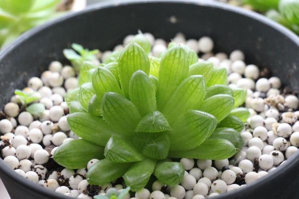 玉露夏天怎么养，要对玉露进行降温处理