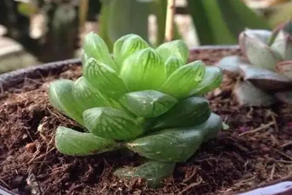 玉露夏天怎么养，要对玉露进行降温处理