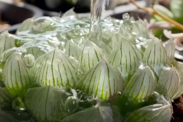 玉露夏天怎么养，要对玉露进行降温处理