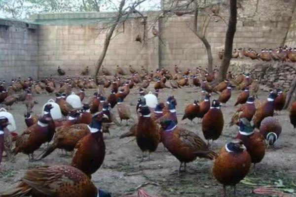 野鸡苗的养殖方法，每天上午、中午、下午都要饲喂一次
