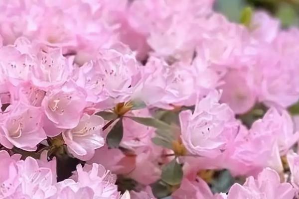 杜鹃花为什么只长新叶不开花，可能是光照不适或盆土不适