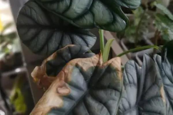 黑天鹅海芋的养殖方法，摆放在光线明亮的散光环境中养护