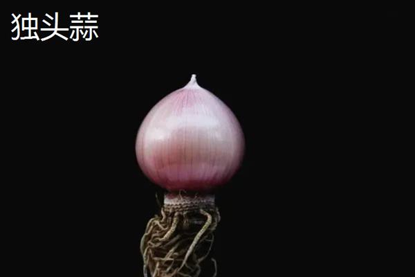 独头蒜和大蒜的区别，蒜瓣不同