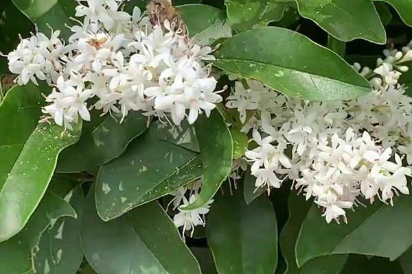 女贞树是不是蜜源植物，在长江流域是夏季的重要蜜源之一