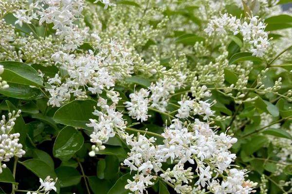 女贞树是不是蜜源植物，在长江流域是夏季的重要蜜源之一