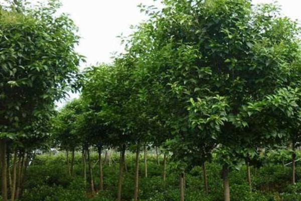 女贞树是不是蜜源植物，在长江流域是夏季的重要蜜源之一