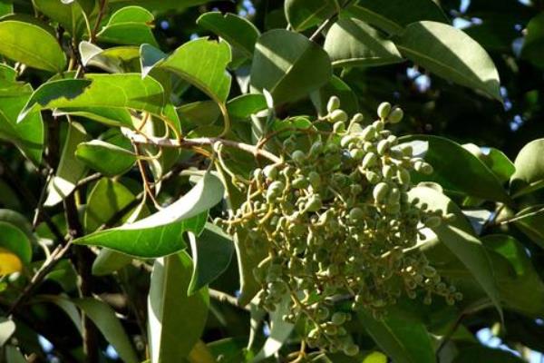 女贞树是不是蜜源植物，在长江流域是夏季的重要蜜源之一