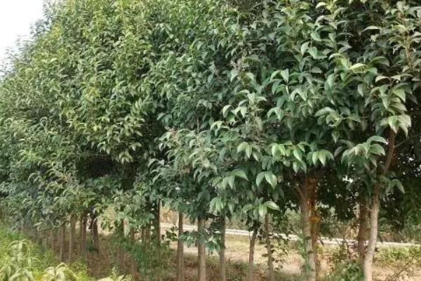 女贞树是不是蜜源植物，在长江流域是夏季的重要蜜源之一