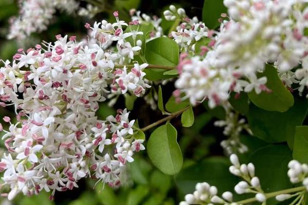女贞树是不是蜜源植物，在长江流域是夏季的重要蜜源之一