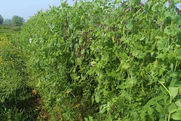 碗豆有哪些品种,常见的有甜脆、草原31等