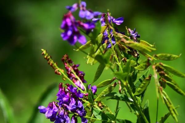 碗豆有哪些品种,常见的有甜脆、草原31等