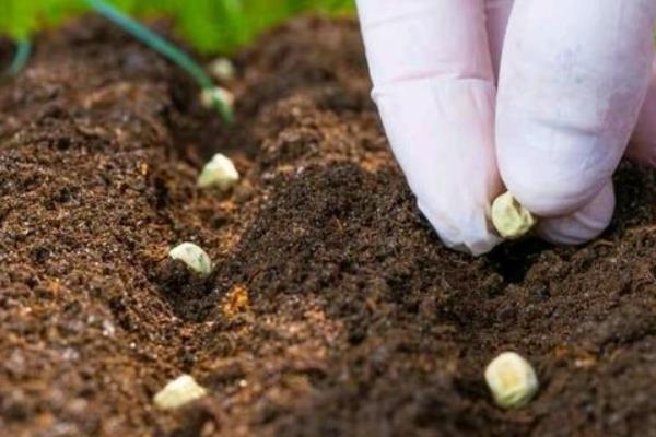 碗豆有哪些品种,常见的有甜脆、草原31等