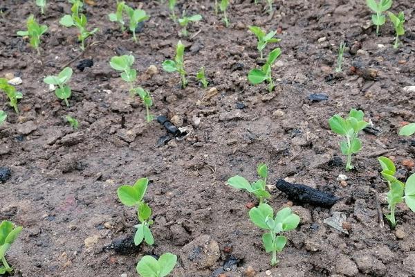 碗豆有哪些品种,常见的有甜脆、草原31等