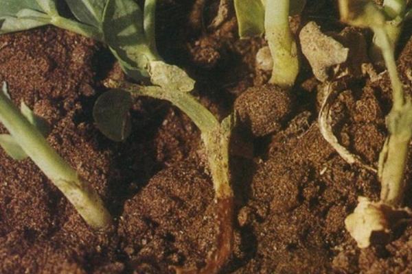 碗豆有哪些品种,常见的有甜脆、草原31等